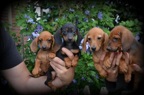 Teckel pups korthaar, Dieren en Toebehoren, Honden | Teckels en Dashonden, Meerdere dieren, Korthaar, Dwerg, Fokker | Professioneel