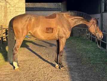 6 jarig springpaard ruin beschikbaar voor biedingen