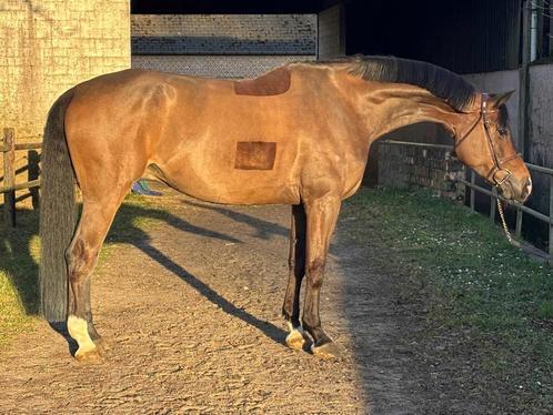 6 jarig springpaard ruin, Dieren en Toebehoren, Paarden, Ruin, Springpaard