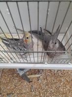 Koppel valkparkieten 2025, Dieren en Toebehoren, Vogels | Overige Vogels, Meerdere dieren, Tam