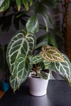 Anthurium magnificum x(crystalinum x besseae aff), Ophalen of Verzenden