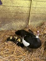 Barberie kuikens te koop, Dieren en Toebehoren, Pluimvee, Eend