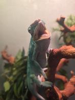 Caméléon, Dieren en Toebehoren, Reptielen en Amfibieën