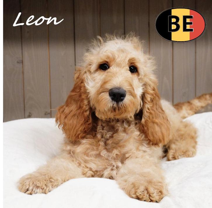 Léon – Schattige Cockapoo type met onweerstaanbare charme, Dieren en Toebehoren, Honden | Chihuahua's en Gezelschapshonden, Reu