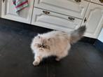 pers kater, Kater, Gechipt, 0 tot 2 jaar
