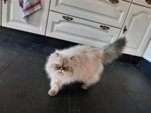 pers kater, Dieren en Toebehoren, Katten en Kittens | Raskatten | Langhaar, Kater, 0 tot 2 jaar, Met stamboom, Gechipt, Ontwormd