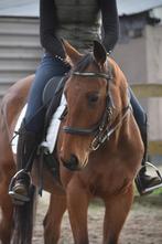 Lieve , leuke , 5 jarige ruin, Dieren en Toebehoren, Paarden, Minder dan 160 cm, B, Gechipt, Ruin