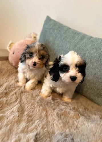 Lieve cavapoo pups  beschikbaar voor biedingen