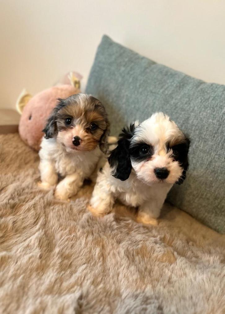 Lieve cavapoo pups, Dieren en Toebehoren, Honden | Chihuahua's en Gezelschapshonden, Meerdere dieren, Poedel, Fokker | Professioneel