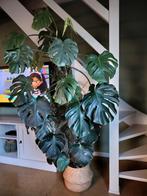 Monstera groot, Enlèvement