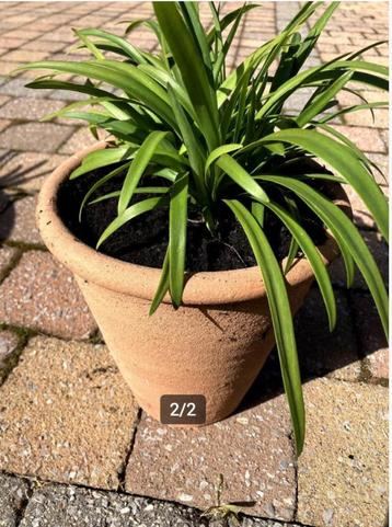blauwe agapanthus in terracotta pot beschikbaar voor biedingen