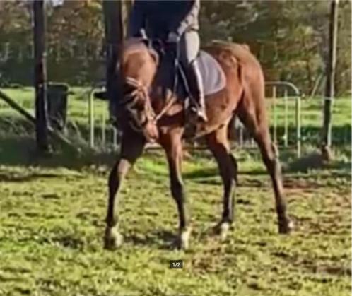 Zeer mooie hengst met uitzonderlijke Zangersheide papieren, Animaux & Accessoires, Chevaux & Poneys | Étalons & Juments poulinières