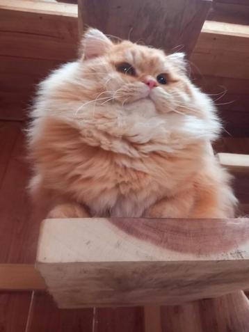 Brits langhaar dekkater (Niet te koop) beschikbaar voor biedingen