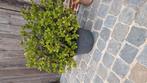 Crassuka Ovata of ook jadeplant/Gelderland genoemd, Tuin en Terras, Ophalen