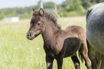 NMPRS Moeder en Zoon, Dieren en Toebehoren, Pony's, Merrie, A pony (tot 1.17m), Gechipt, 11 jaar of ouder