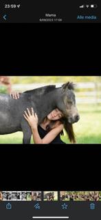 Scheren van paarden en pony’s, Dieren en Toebehoren