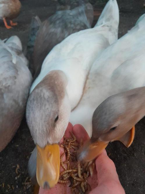 Zeer tamme Hollandse kwakers (ruilen ook mogenlijk), Dieren en Toebehoren, Pluimvee, Eend, Mannelijk