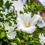 Zaden witte stokroos(Alcea), Ophalen of Verzenden