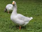 Frankische landgans.