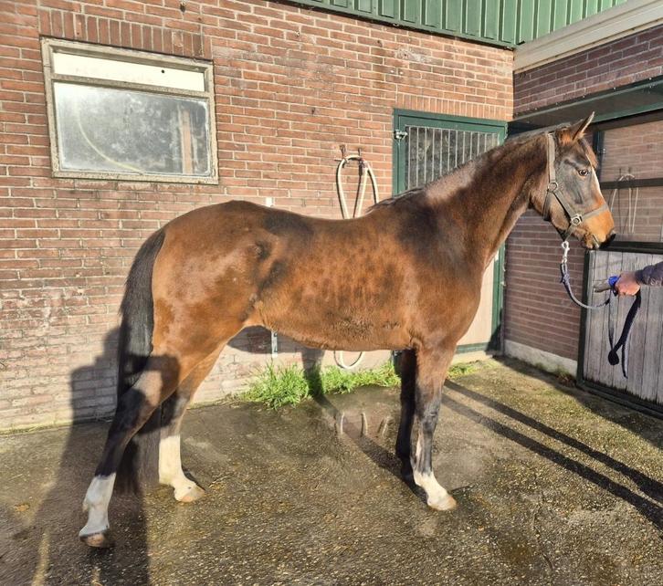 3.5 jarige D pony merrie, FS NEXT DIAMOND, Dieren en Toebehoren, Pony's, Merrie, Onbeleerd, D pony (1.37m tot 1.48m), Dressuurpony