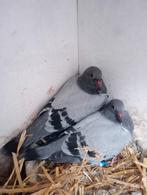 Koppel jongen !!!2026!!!, Dieren en Toebehoren