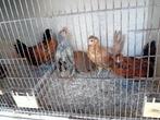 5 mix kippen, Dieren en Toebehoren