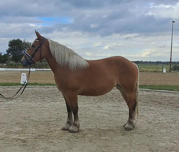 Schattige brave comtoise x ardenner merrie!! beschikbaar voor biedingen