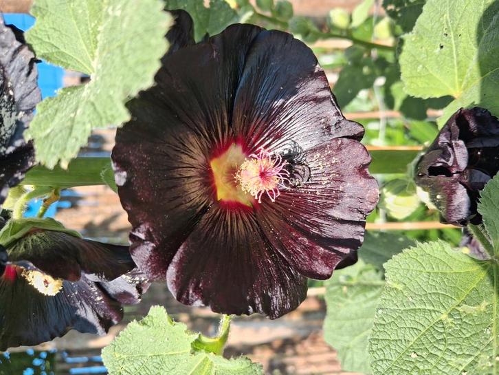 Biologische Stokroos Nigra Zaden, Tuin en Terras, Bloembollen en Zaden, Ophalen of Verzenden