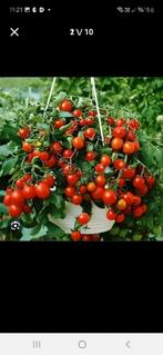 100% BİO tomatenplanten, per stuk voor 1 euro, Ophalen of Verzenden