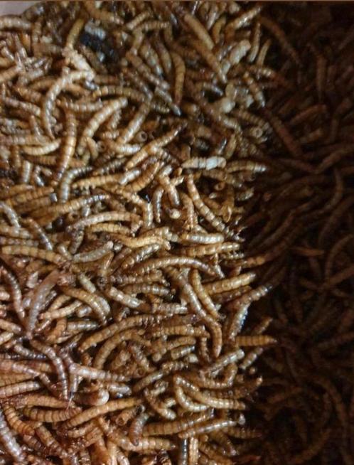 Gedroogde meelwormen 100gram, Dieren en Toebehoren, Dierenvoeding, Ophalen of Verzenden
