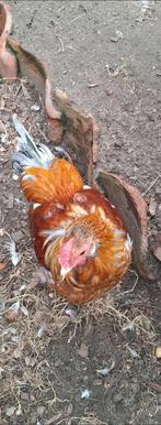 Wyandotte haantje, Dieren en Toebehoren, Pluimvee