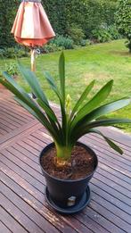 Clivia Miniata, echte kamerplant (3), bijna in bloei, Ophalen