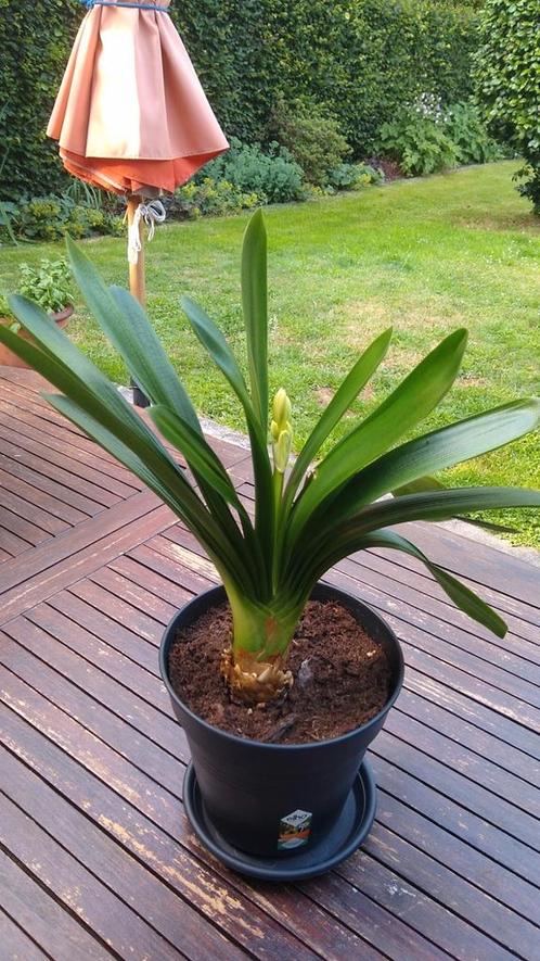 Clivia Miniata, echte kamerplant (3), bijna in bloei, Tuin en Terras, Planten | Tuinplanten, Ophalen