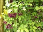 Akebia Quinata of schijnaugurk, Ophalen, Vaste plant, Halfschaduw, Klimplanten