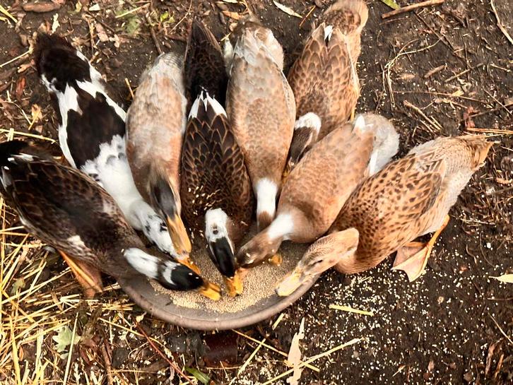 Indische loopeenden, Dieren en Toebehoren, Pluimvee, Eend, Geslacht onbekend