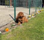 Poedel pups dwergpoedel, Dieren en Toebehoren, Honden | Chihuahua's en Gezelschapshonden, Poedel, 15 weken tot 1 jaar, Buitenland
