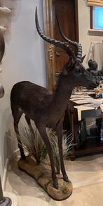 Antiloop hert te koop grote L 1,20 m X H1 m vraagprijs € 500, Verzamelen, Ophalen, Zo goed als nieuw, Hert