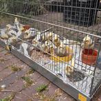 Tamme valkjes, Dieren en Toebehoren