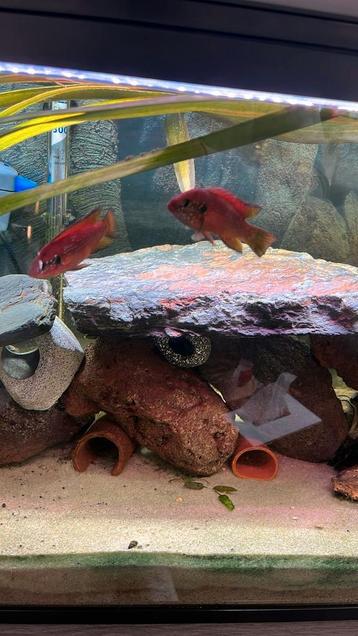 Vissen gezocht onder de 12 cm, Dieren en Toebehoren
