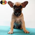 Franse Bulldog - Belgische pups te koop, Dieren en Toebehoren, België, CDV (hondenziekte), 8 tot 15 weken, Meerdere