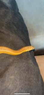 Korenslang te koop, Dieren en Toebehoren, Reptielen en Amfibieën, Slang, Tam, 3 tot 6 jaar
