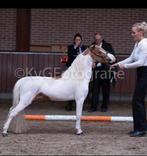 Dekking 2024,BMP,NMPRS,,minipaard,miniatuurpaard,Pony, Dieren en Toebehoren, Pony's, Hengst