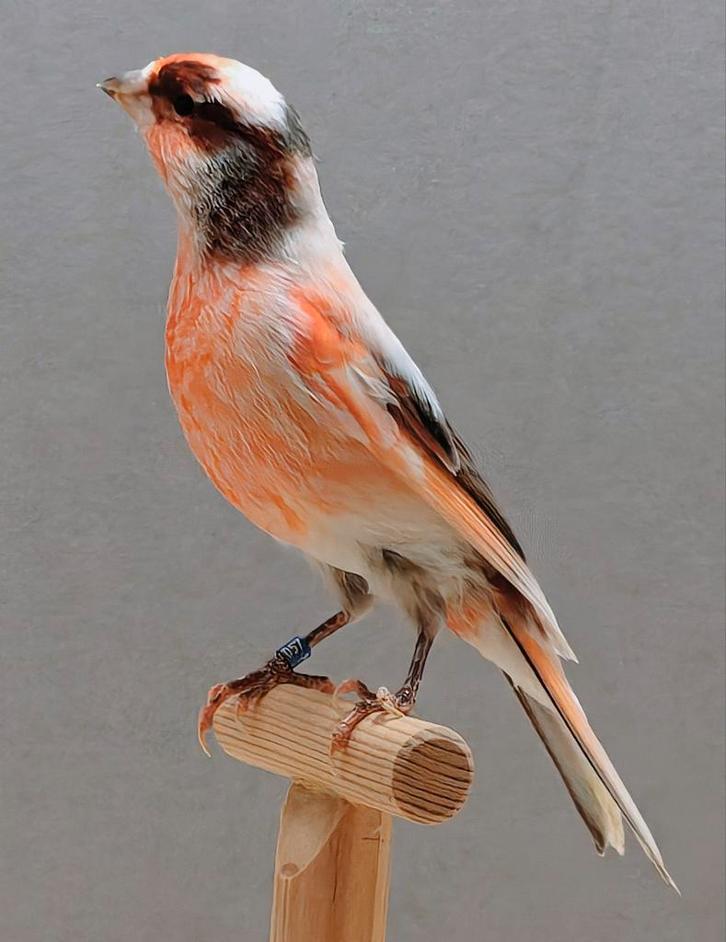 Portugese Harlekijn kanaries, Dieren en Toebehoren, Vogels | Kanaries, Postuurkanarie, Meerdere dieren