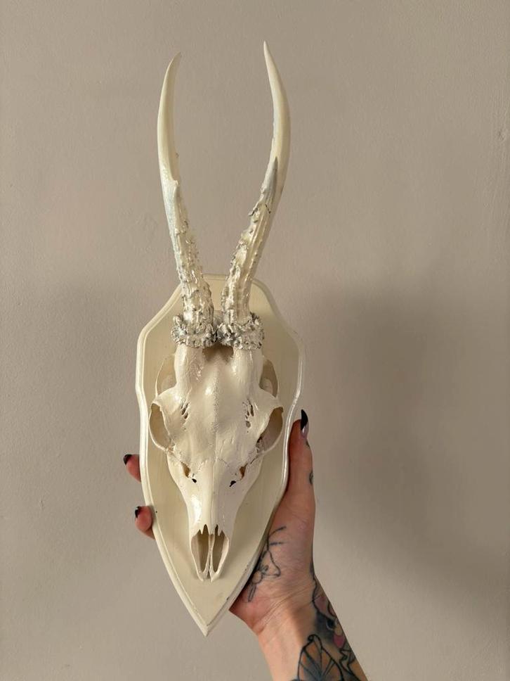 Ree gewei op schild, Verzamelen, Dierenverzamelingen, Nieuw, Ophalen of Verzenden