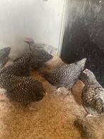 Jonge mechelse koekoeken, Dieren en Toebehoren, Meerdere dieren, Kip