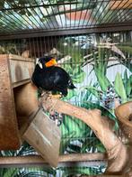 Beo +javaboom+cage, Tropenvogel, Geringd