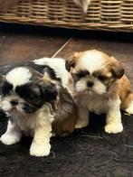 Shih Tzu pups, Dieren en Toebehoren, België, Overige rassen, CDV (hondenziekte), 8 tot 15 weken