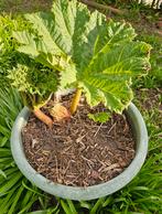Gunnera, groot blad in pot, Tuin en Terras, Planten | Tuinplanten, Ophalen
