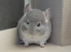 chinchilla 2 mannetjes, Dieren en Toebehoren, Knaagdieren, Mannelijk, Chinchilla