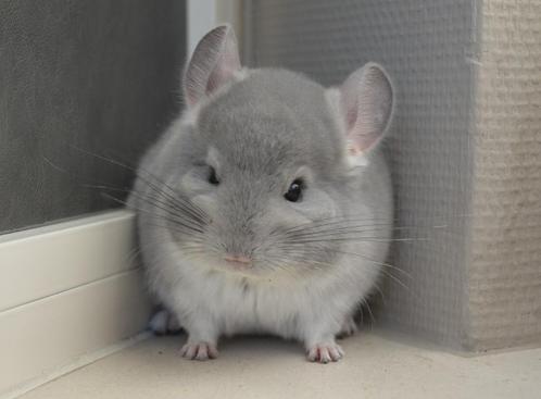 chinchilla 2 mannetjes, Dieren en Toebehoren, Knaagdieren, Mannelijk, Chinchilla